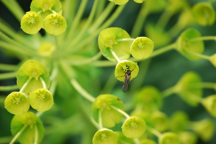 Pollination 8x10 Fine Art Print