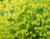 Yellow Flowers 8x10 Fine Art Print
