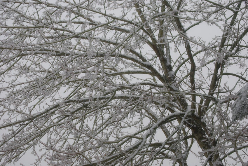 Frozen Tree 8x10 Fine Art Print