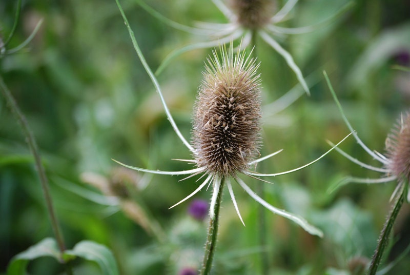 Thistle 8x10 Fine Art Print