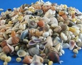 Assortment of Small Seasells Great for Crafts