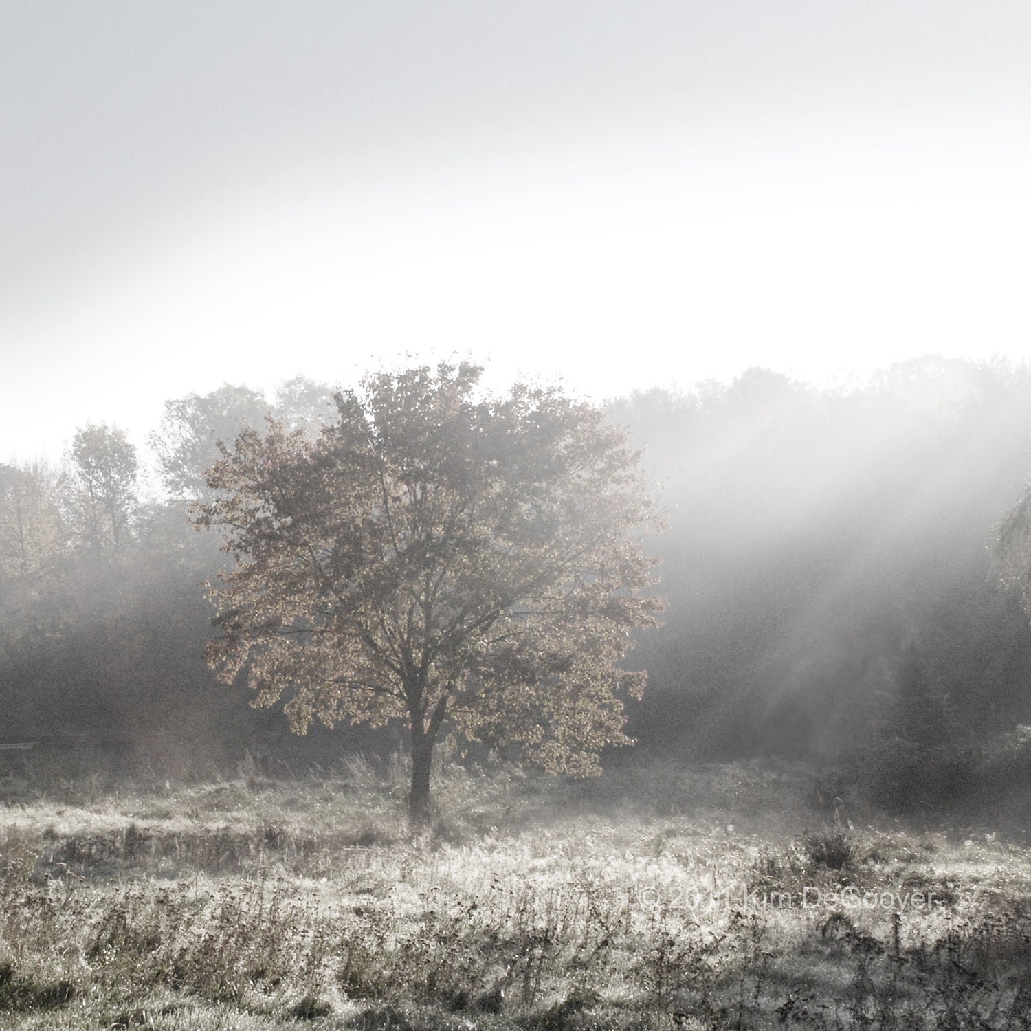 Landscape Photo, "Morning Mist No, 103"  black and white, dramatic fog, grey, country, glowing sunlit tree, ethereal autumn, fall,