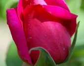 SIMPLE Rose Creme Cleanser with Rose Water -100 Percent Natural, Over 90 Percent Organic