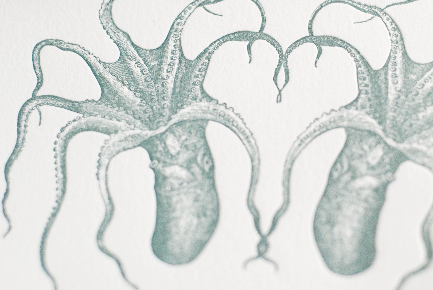 Let's tangle tentacles (a deep sea letterpress valentine in a single card & envelope)