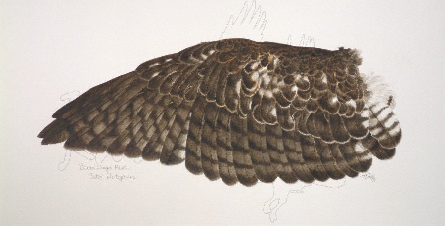 Broad winged hawk - Feather Art - Art Illustration - Minimalist Art - Natural History Art - OOAK - bird art - wing art - WildRavens
