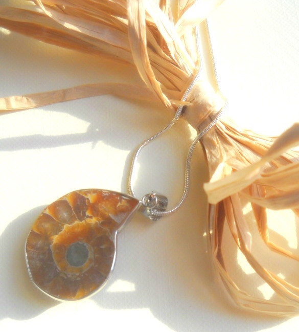 Small Ammonite Fossil