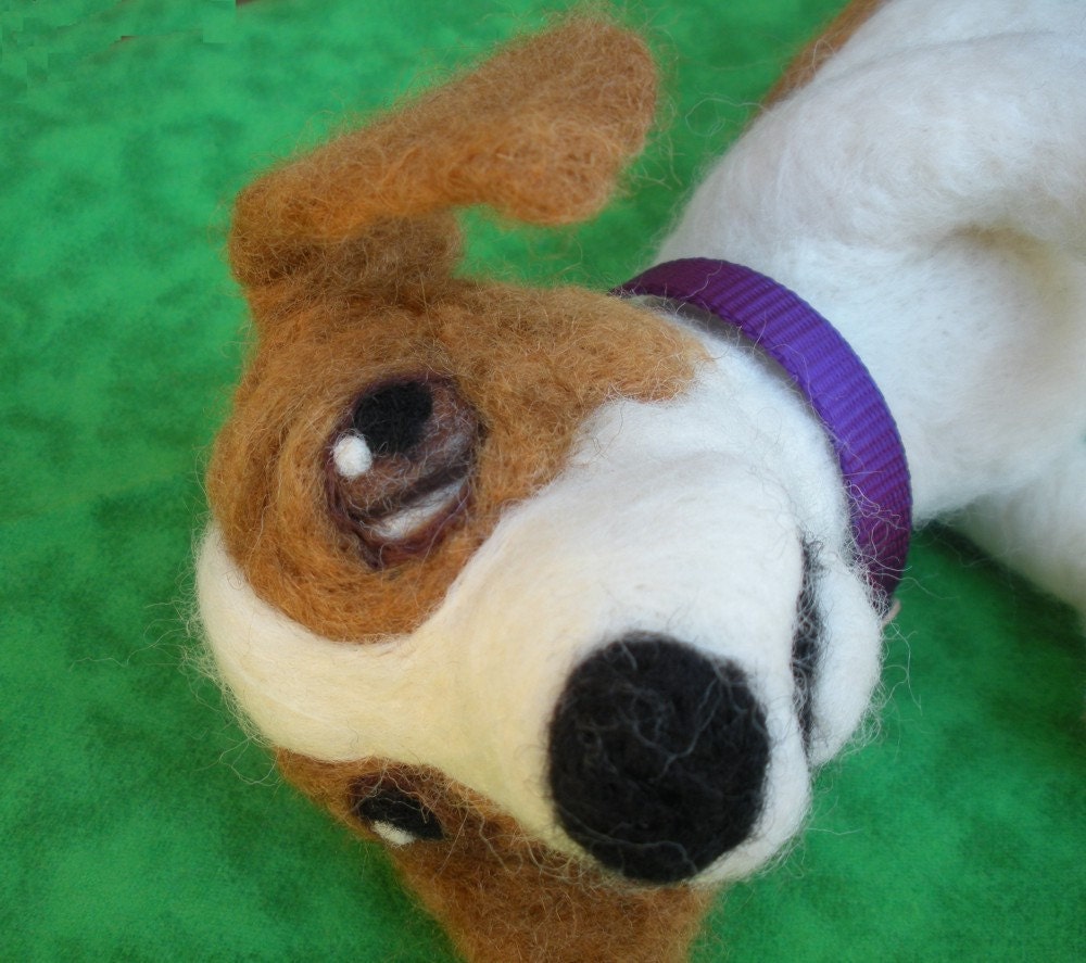 Naughty Jack Russel terrier