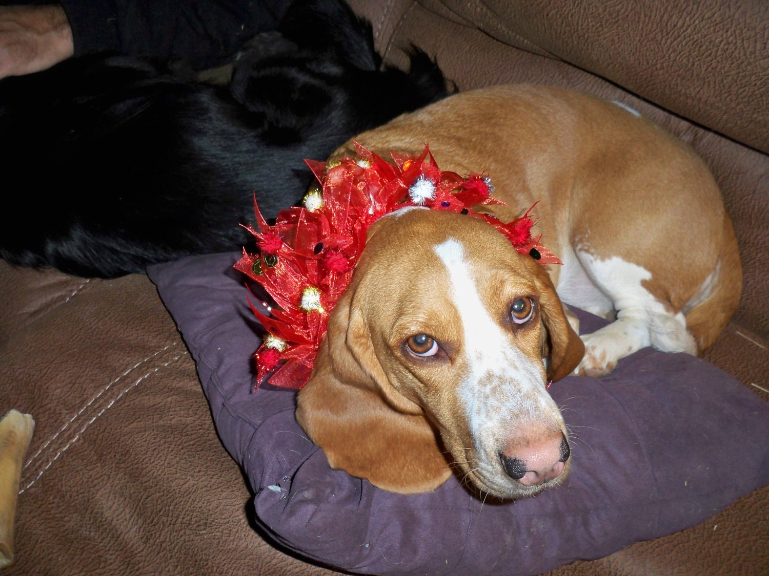 Festive special occasion collar for dogs or cats