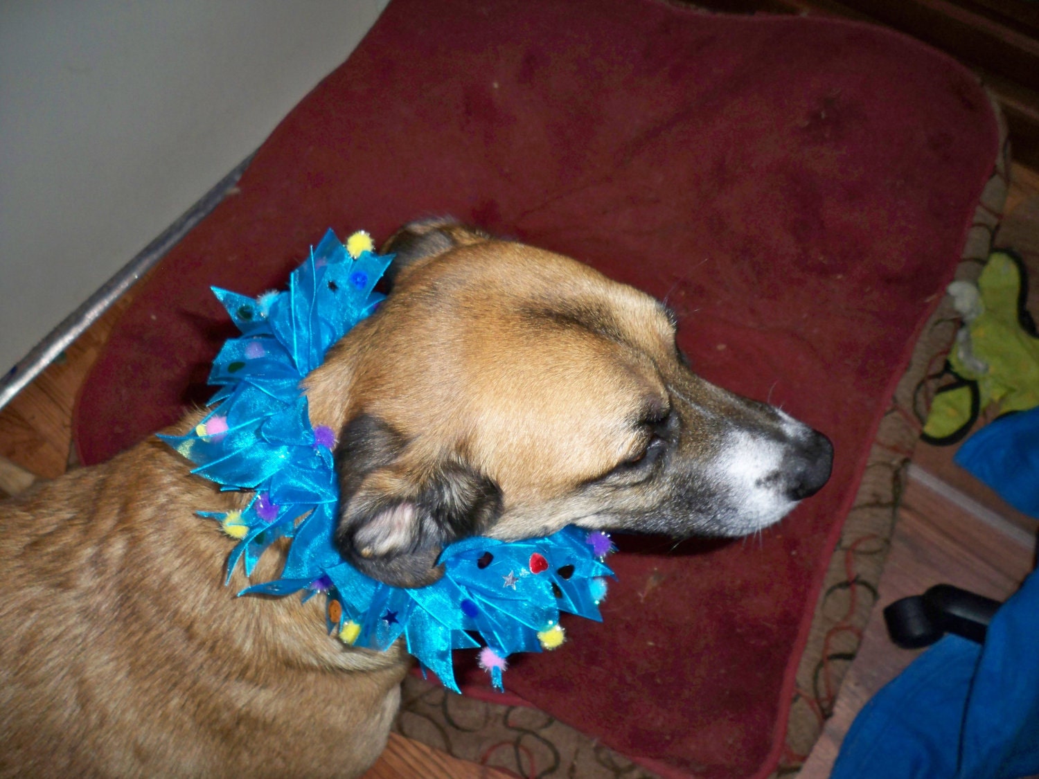 Colorful Festive Dog Collar...great for parties or holidays.