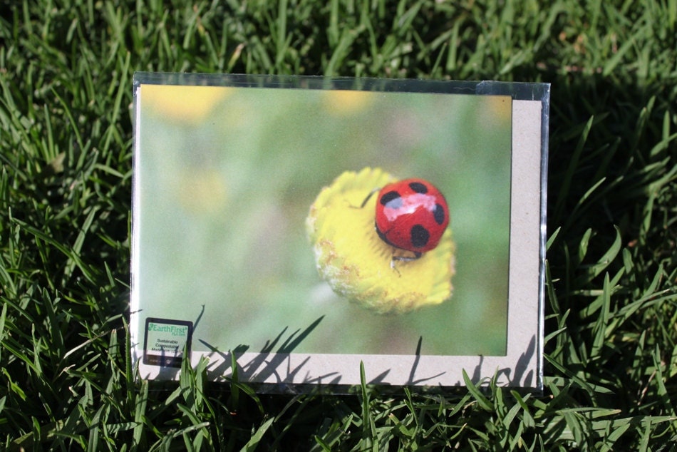 Ladybird Greeting Card
