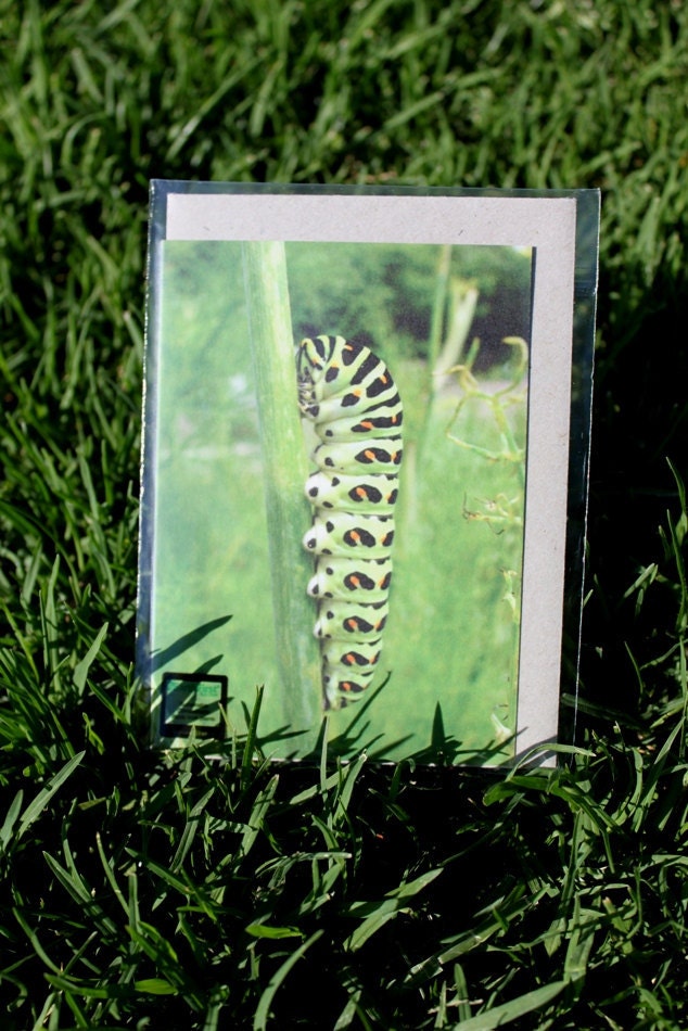 Alice's Caterpillar Greeting Card