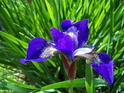 Exquisite One purple blue floral nature outdoor digital photograph