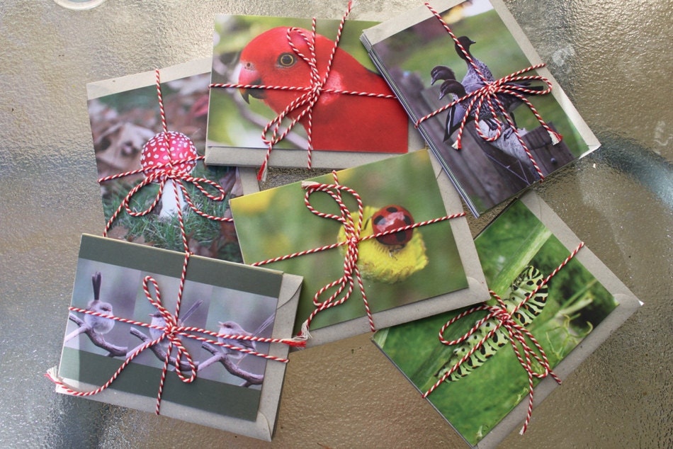 Hello Percy Greeting Cards 6 Pack