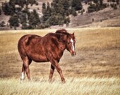 Horse Print  8 X 10 Fine Art Print Photography Headed Back
