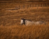 Horse Print  8 X 10 Fine Art Print Photography In To Deep