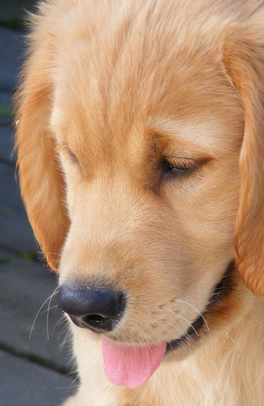 Golden Retriever Puppy-"That Face"-Matted and Ready to Frame-Original Photography