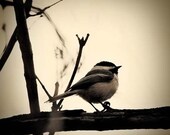 Fine Art Bird Photograph Print - Black Tan Neutral Fall Autumn Earth Tones - Chocolate Brown - Little Bird - 8x8