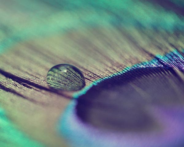 Peacock Feather Photograph - Valentines spring Nature Bird Water Drop light abstract lilac A Feather 8x10