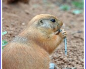 Prairie Dog Photo Greeting/Note Card