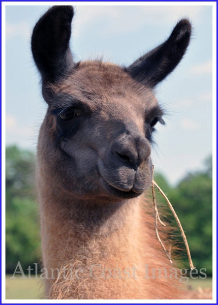 Llama Photo Greeting/Note Card