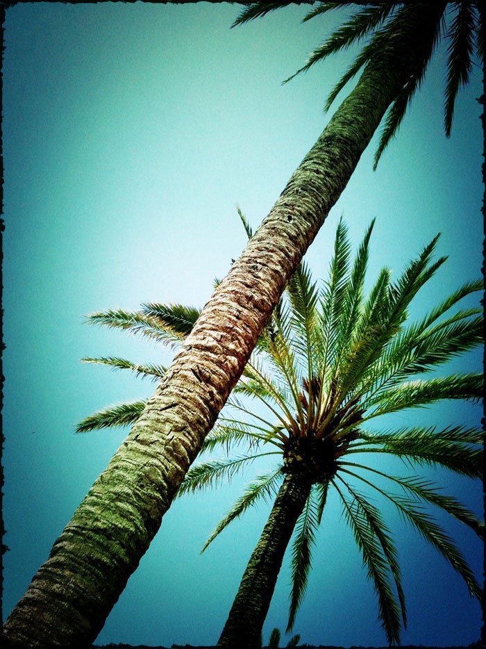 Lomo Palm Tree