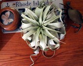 xerographica // tillandsia // air plant