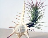 spiky joe // air plant // terrarium garden