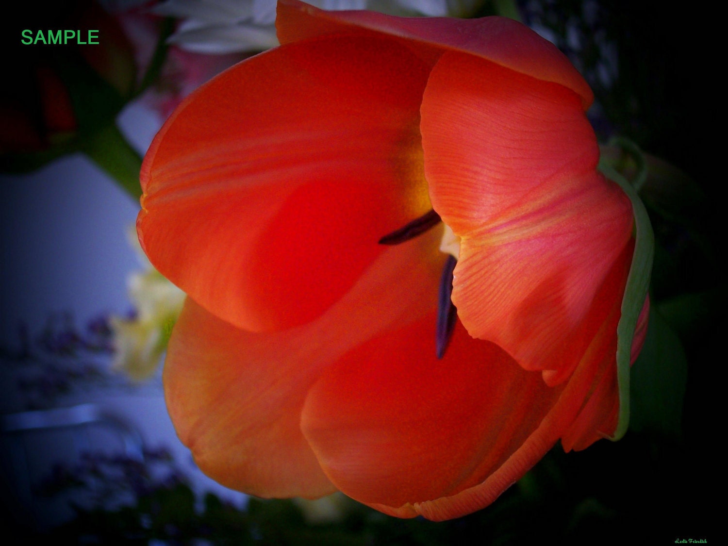 Orange Flower - 8x10 digital art photo with matting