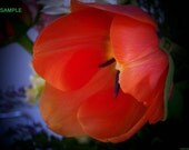 Orange Flower 5x7 digital art photo