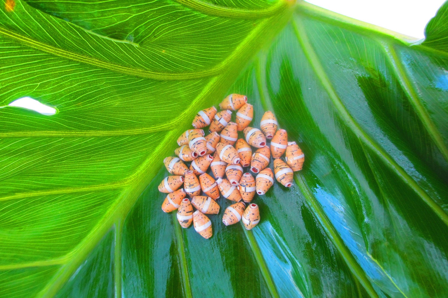 Song Hits Beads