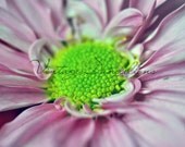 Digital Floral Print, Card, Gerbera Daisy by Vintage Dandelions on Etsy