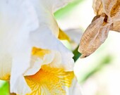 Orchid  photography, yellow and white decor, soft, pretty 4x4 print. Free domestic shipping.