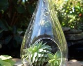 Wedding Centerpieces or Wedding favors Succulent Large GLASS hanging or sitting glass Terrariums DIY Beach Woodland 2