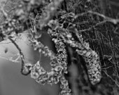 Gritty black and white, nature photography, 8x8 print, wall art, webs. Free domestic shipping.