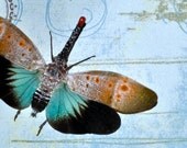 Crazy Bug