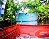 Truck Bed-  old ford and climbing roses.