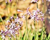 4x4 print, flower art, lavender and emerald, nature photography, agapanthus. Free domestic shipping.