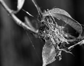 Black and white, spider web, gritty, 8x8 print, leaf, nature photography. Free domestic shipping.