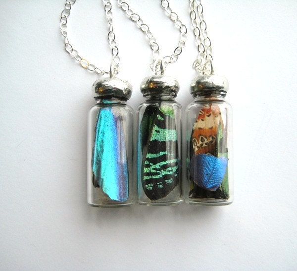 Butterfly Study Necklace- choose your own butterfly wing  in a glass bottle