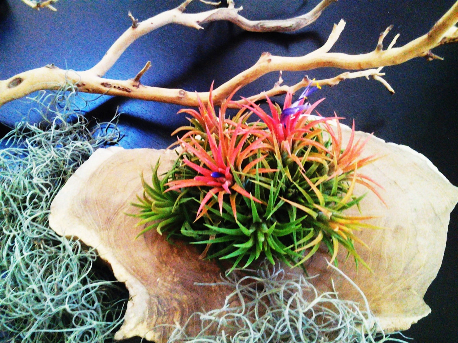 LARGE Mexican Clump Air plant
