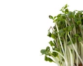 Certified Organic Broccoli Seeds Spring Garden - WinsomeGreen
