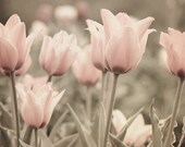 Mixed Media Photo of Garden of Soft Pink Tulips Entitled Gentle Morning - Fine Art Photo - 8 X 10 - CarlaDyck