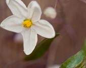 Floral picture, soft, mute, tan, 4x4 print, nature photography, closeup. Free domestic shipping.