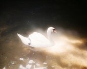 Swanlights I. 5x7 original film art photograph