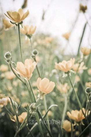 Flower Photo. "Sway" 8.5x11inch Photo. Wildflowers. Floral. Green. Silver. Yellow. Grass. Cool tones. White. Spring. Dreamy. pale. soft