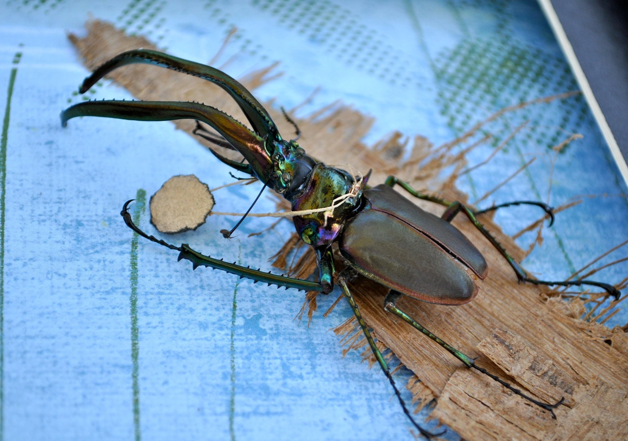 OOAK Gold Medal Beetle