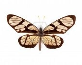 OVERSTOCK: Ituna lamirus butterfly pair unmounted