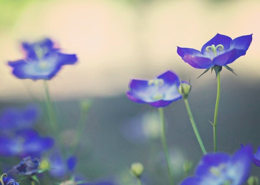 Flowers romantic love home decor dark purple gold golden green light spring summer soft print photograph - 5x7 Fine Art Photography Print