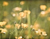 Dreams Do Come True - 5x7 Fine Art Print