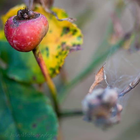 Closeup nature photography, 4x4, bright, colorful print. Free domestic shipping.